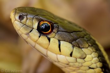 Portrait of eastern garter snake (Thamnophis sirtalis sirtalis). Ontario , Canada