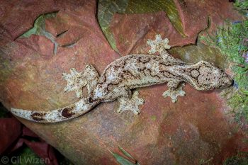 Southern Turnip-tailed Gecko (Thecadactylus solimoensis). Amazon Basin, Ecuador