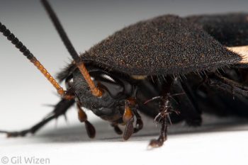 Question mark cockroach (Therea olegrandjeani). Photographed in captivity