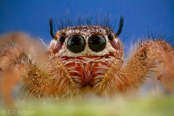 Portrait of female imperial jumping spider (Thyene imperialis). Central Coastal Plain, Israel