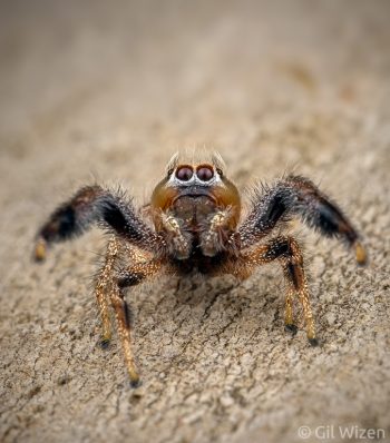 Male imperial jumping spider (Thyene imperialis). Central Coastal Plain, Israel