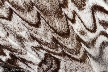 Detail on the wings of a white witch moth (Thysania agrippina). Amazon Basin, Ecuador