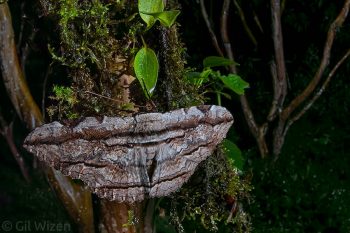 Lesser white witch moth (Thysania zenobia). Mindo, Ecuador