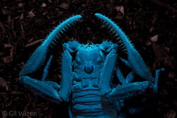 Ecuadorian black scorpion (Tityus asthenes) fluorescence under UV light. Amazon Basin, Ecuador