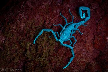 Ecuadorian black scorpion (Tityus asthenes) fluorescence under UV light. Amazon Basin, Ecuador