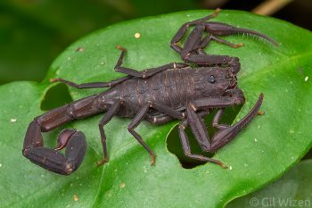 Ecuadorian black scorpion (Tityus asthenes). Amazon Basin, Ecuador