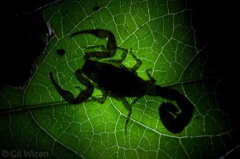 Bark scorpion (Tityus sp.) ambushing prey on a leaf. Taironaka, Colombia