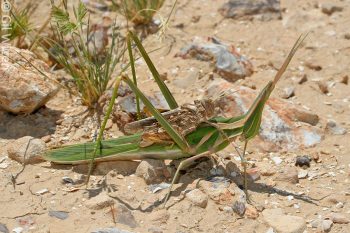Male desert grasshopper (Tmethis pulchripennis) mistakenly mate-guarding a long-faced grasshopper female (Truxalis grandis). Negev Desert, Israel