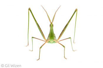 Long-faced grasshopper (Truxalis grandis). Central Coastal Plain, Israel