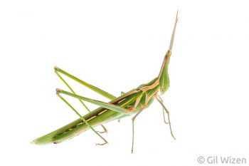 Long-faced grasshopper (Truxalis grandis). Central Coastal Plain, Israel