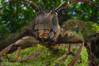 A horned longhorn beetle (Tybalmia caeca) getting ready to clash head-on. Limón Province, Costa Rica
