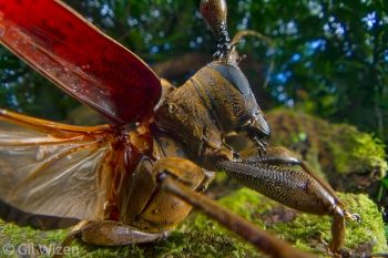 Longhorn beetle (Tybalmia caeca) getting ready for take off. Limón Province, Costa Rica