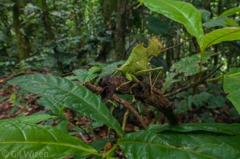 Male leaf-mimicking katydid (Typophyllum bolivari). Amazon Basin, Ecuador