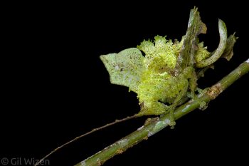 Leaf-mimicking katydid nymph (Typophyllum bolivari) camouflaged as a moss cluster. Amazon Basin, Ecuador