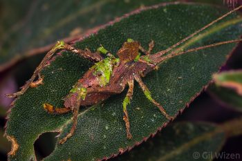 Moss-mimicking katydid nymph (Typophyllum morrisi). Amazon Basin, Ecuador