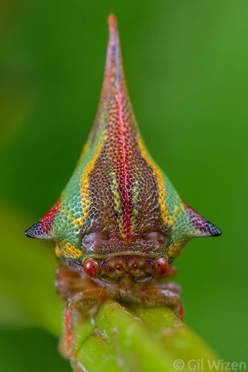 Membracid treehopper (Umbonia sp.), frontal view. Cayo District, Belize