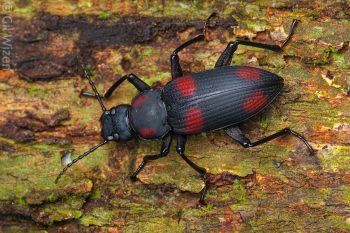 Darkling beetle (Zophobas signatus). Toledo District, Belize