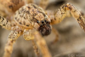Portrait of a zoropsid spider (Zoropsis sp.). Golan Heights, Israel