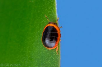 Beetle-mimicking blattodean nymph. Amazon Basin, Ecuador