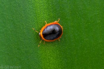 Beetle-mimicking blattodean nymph. Amazon Basin, Ecuador