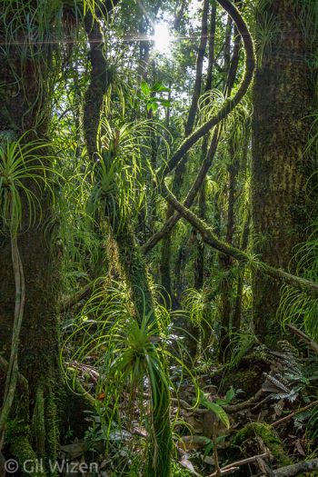 Bromeliad swamp. Toledo District, Belize