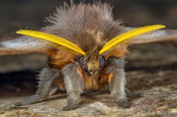 Bunny moth (Periphoba arcaei). Caves Branch, Belize
