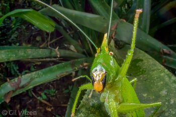Conehead katydid (Copiphora sp.). Caves Branch, Cayo District, Belize