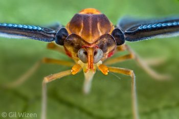 Derbid planthopper. Mindo, Ecuador