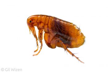 Human flea (pulex irritans). Central Coastal Plain, Israel