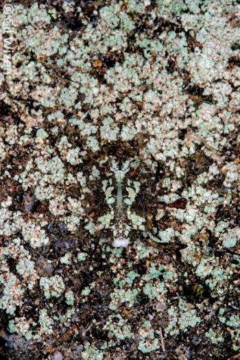 Fulgorid plant hopper camouflaged on a lichen-covered rock. Mindo, Ecuador