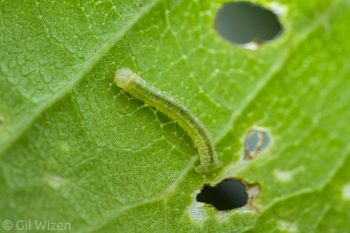 Tiny geometrid caterpillar feeding on the underside of a leaf. Ontario, Canada