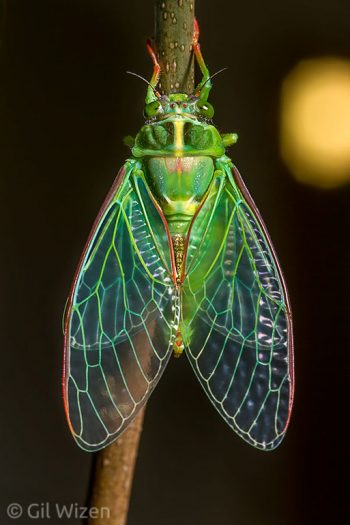 A newly emerged cicada (Kikihia sp.). Hamner Springs, New Zealand
