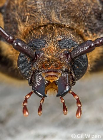 Portrait of the Huhu beetle (Prionoplus reticularis). Otago Peninsula, New Zealand