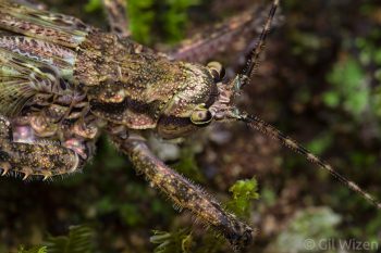 Forest katydid nymph (Acanthodis tessellata) with interesting textures and color patterns. Amazon Basin, Ecuador