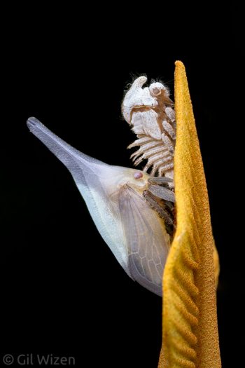 Membracid treehopper (Enchenopa albidorsa) molting into adult stage. Amazon Basin, Ecuador