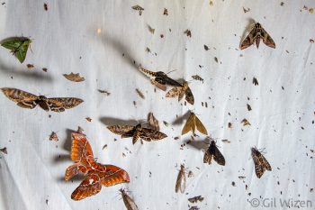 Moths attracted to light trap. Mindo, Ecuador