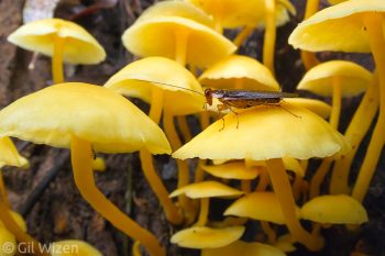 A small blattodean in a mushroom palace. Amazon Basin, Ecuador