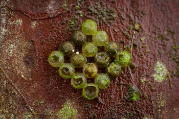 Neatly arranged shield bug eggs that were attacked by parasitoid wasps. Mindo, Ecuador