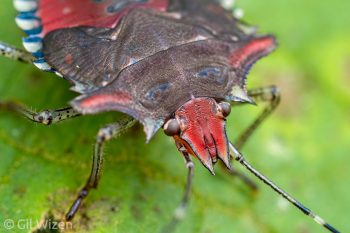 Stink bug nymph (Pentatomidae). Mindo, Ecuador