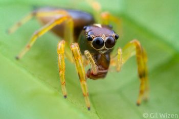 Tiny jumping spider feeding on a small fly. Amazon Basin, Ecuador