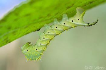 A hawkmoth caterpillar. Mindo, Ecuador