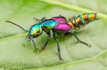 Brightly colored rove beetle (Phanolinus sp., Staphylinidae). Mindo, Ecuador