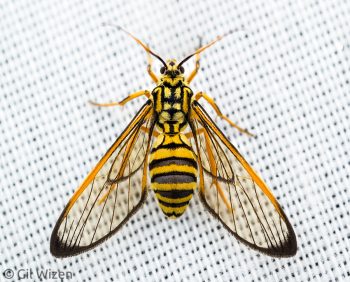 Wasp-mimicking moth (Sphecosoma sp.). Amazon Basin, Ecuador