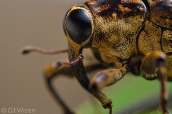 Portrait of a small weevil (Conoderinae). Amazon Basin, Ecuador