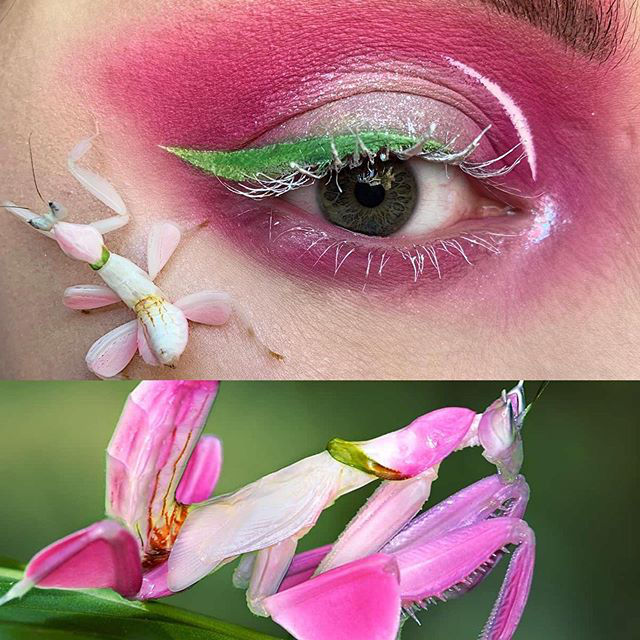 Orchid mantis (Hymenopus coronatus) inspired look by Duran Jay. Who says eyelashes have to be dark? entomakeup will change the way you think about eye makeup.